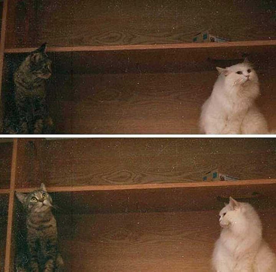 Kediler de bakışlarını kaçırır