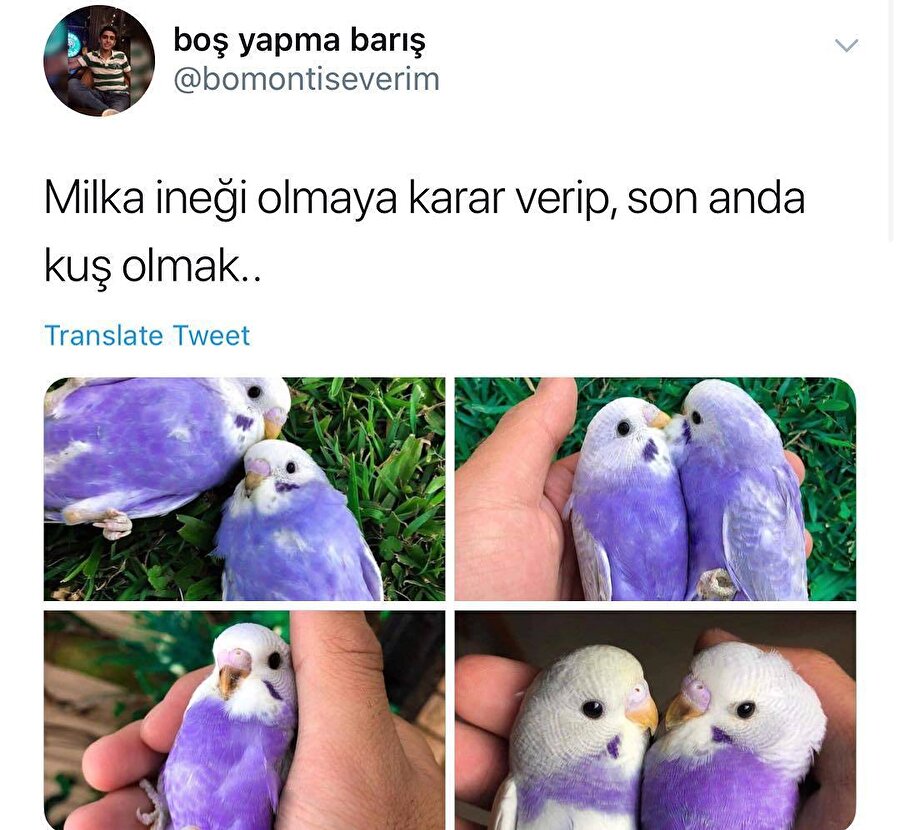 ​Milka kuşu