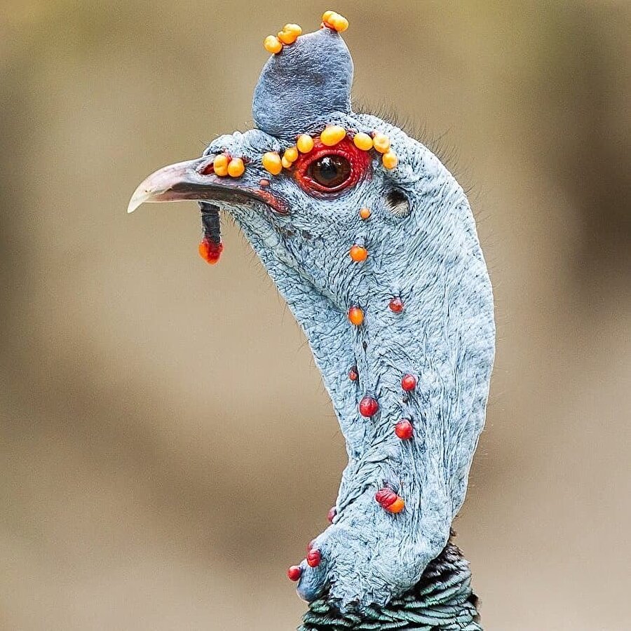 Kendinden mücevherli hindi