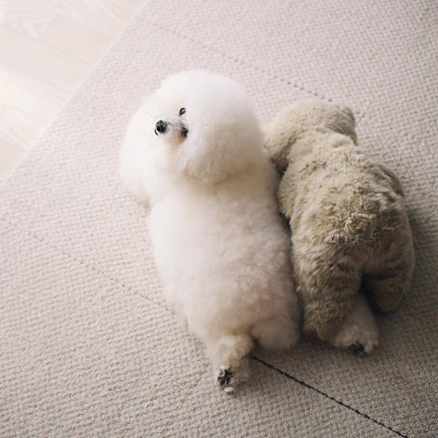 Yürüyen minik bulutlar