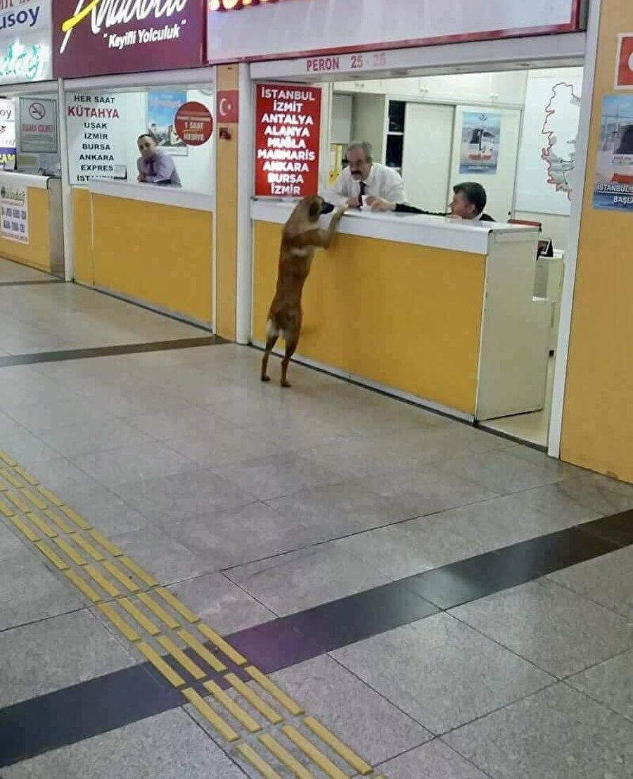 Kedi yanı olmasın lütfen