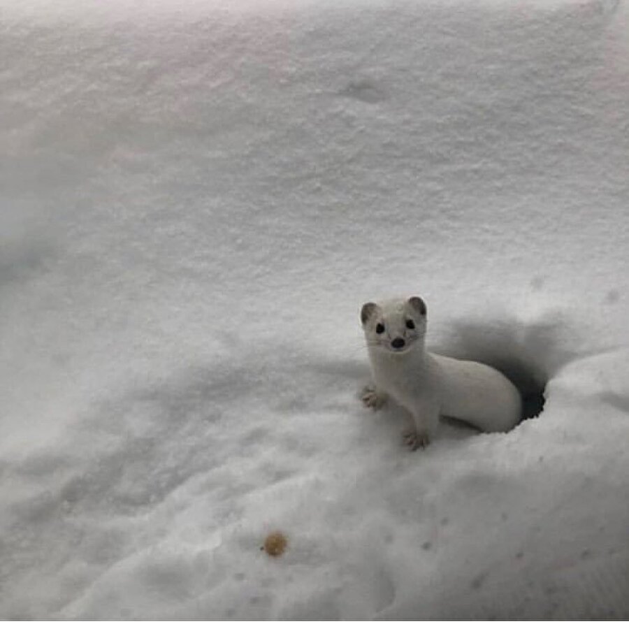 N'oluyo kardeşim ne bu tantana?