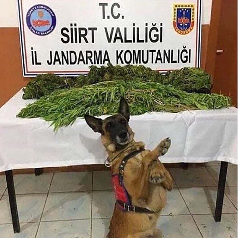 ​Hepsi bizim komutanım