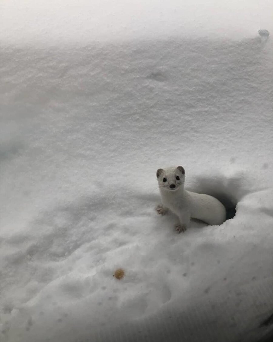​Beyaz gelincik alma fikri çık aklımdan