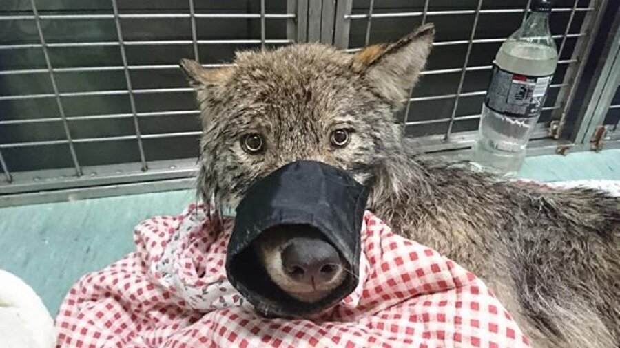 Köpek sanılan kurt veteriner kliniğinde tedavi edildi.