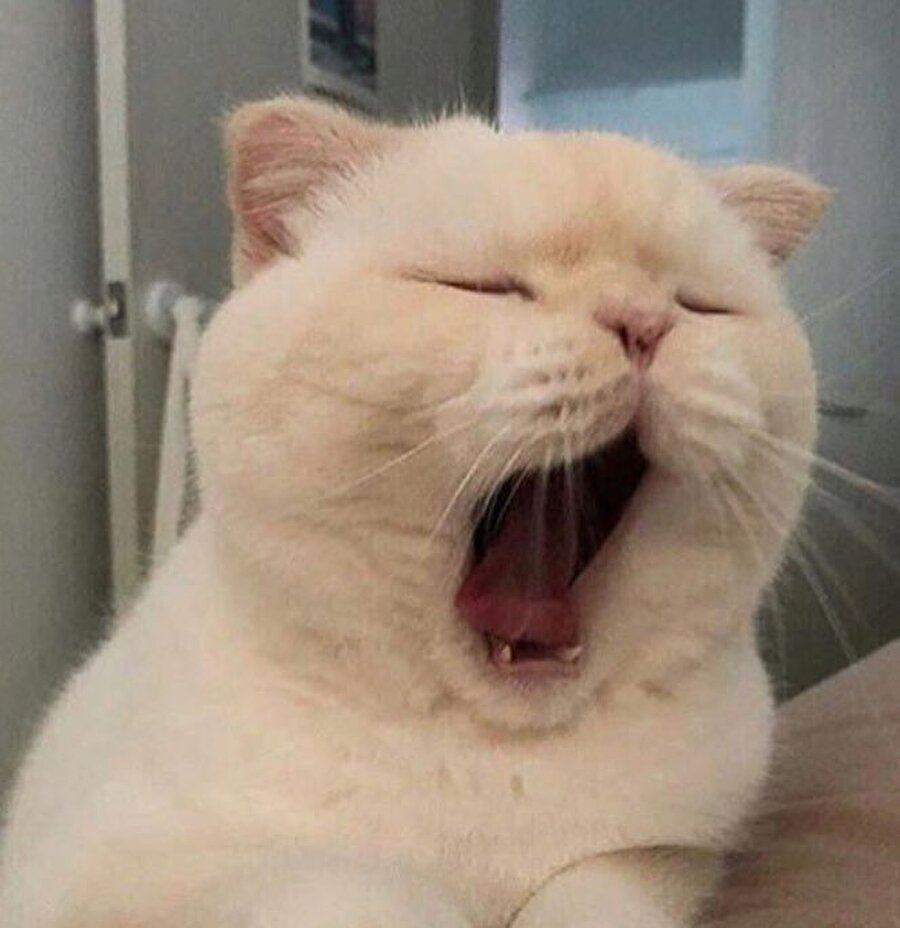 ​Hafta sonu işe gidince gün böyle geçiyor