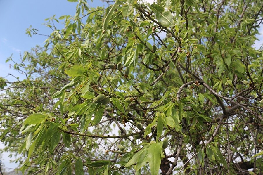 Muğla’nın Datça ilçesinde badem ağaçları çağla vermeye başladı