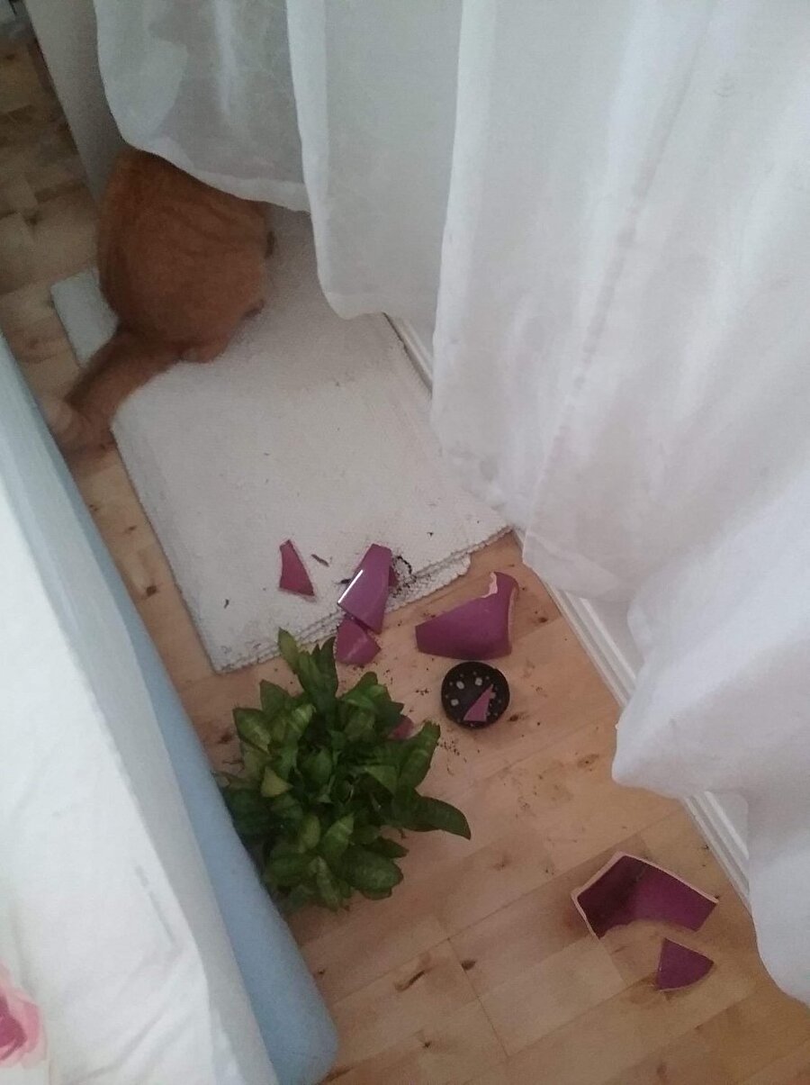 Saksıyı kimin kırdığı hakkında fikri olan?