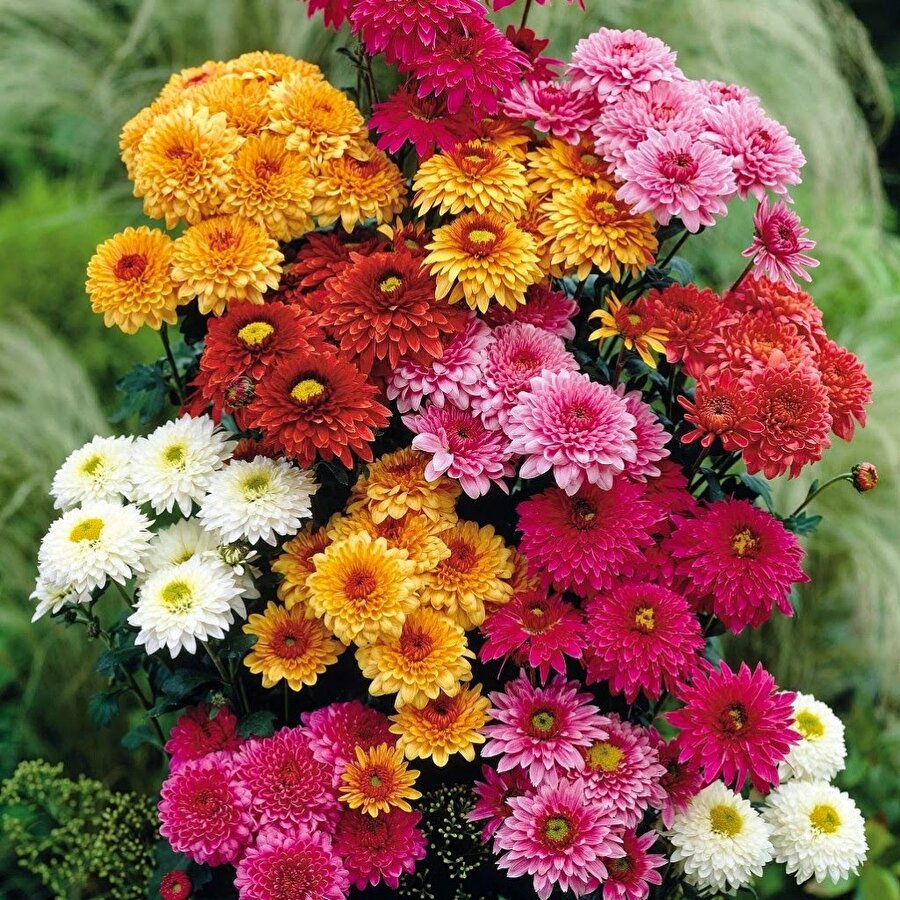 Kasımpatı
Herkesin en sevdiği çiçeklerden biridir. Evinizdeki amonyak, benzen, formaldehit ve ksilen gibi kimyasalları yok etme özelliğine sahiptir.