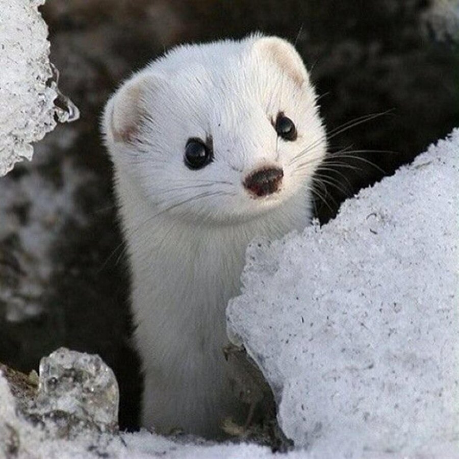 ​Beyaz gelincik besleme fikri çık aklımdan