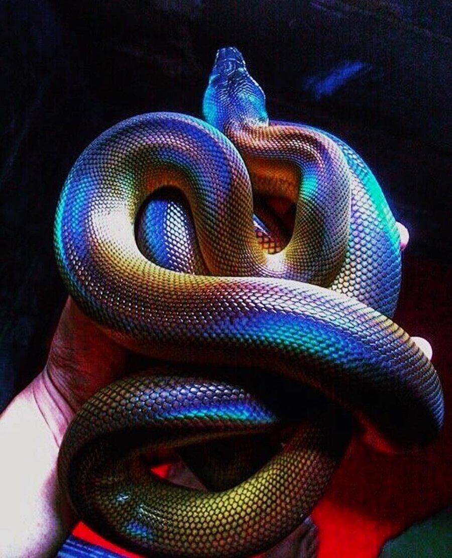 ​Yılan derisinin güzelliği?