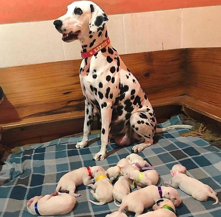 Evin hanımı, çocukların anası