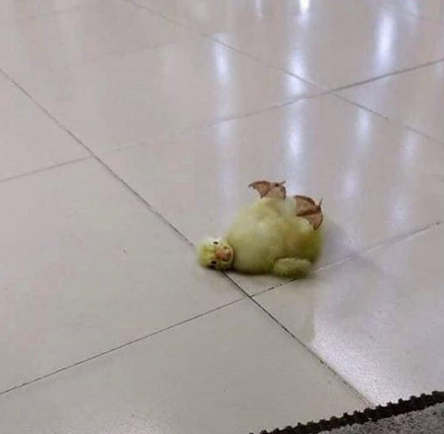 Zaten kırılmış bir ördeksin