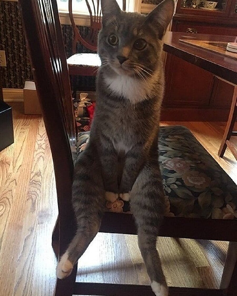 Кот Сидит На Трубе