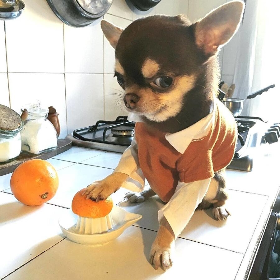 ​Taze portakal suyu ister misiniz?