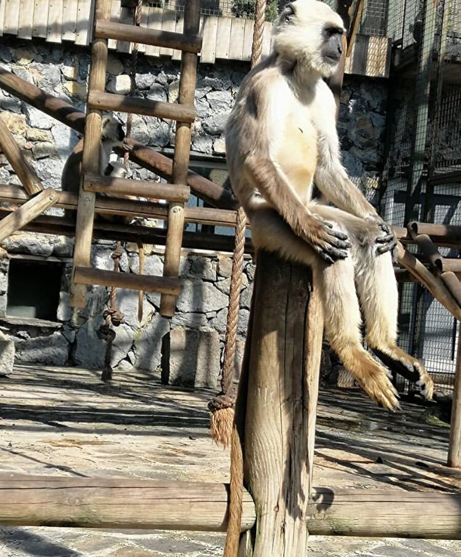 ​Nasıl olacak bu işler Kamil...