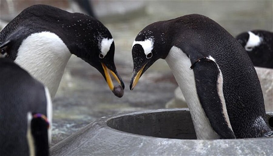 En romantik hayvan kabul edilen penguenler eşlerine verebilecekleri mükemmel çakıl taşını bulmak için çok zaman harcarlar.
