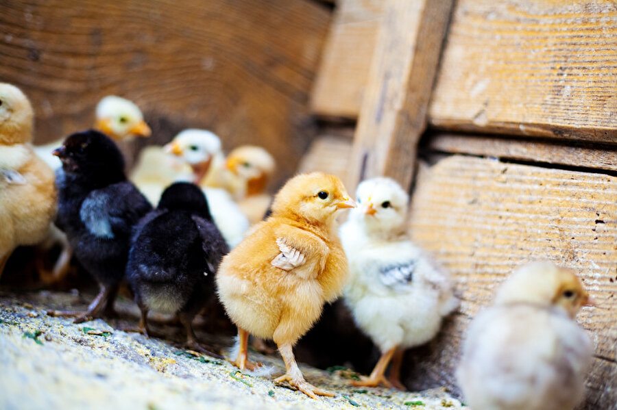 Civcivler yumurtanın içindeyken birbirleriyle iletişim kurma yeteneğine sahiptir.
