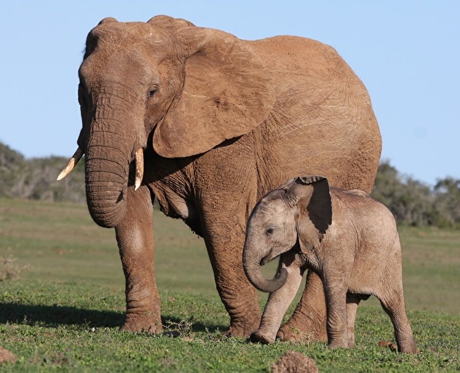 Yavru filler tıpkı insanların bebekken baş parmaklarıyla yaptıkları gibi hortumlarıyla gövdelerini emer.
