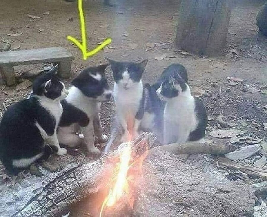 Ortama uyum sağlarken