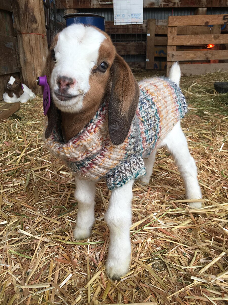 Bayram şekeri gibisin​