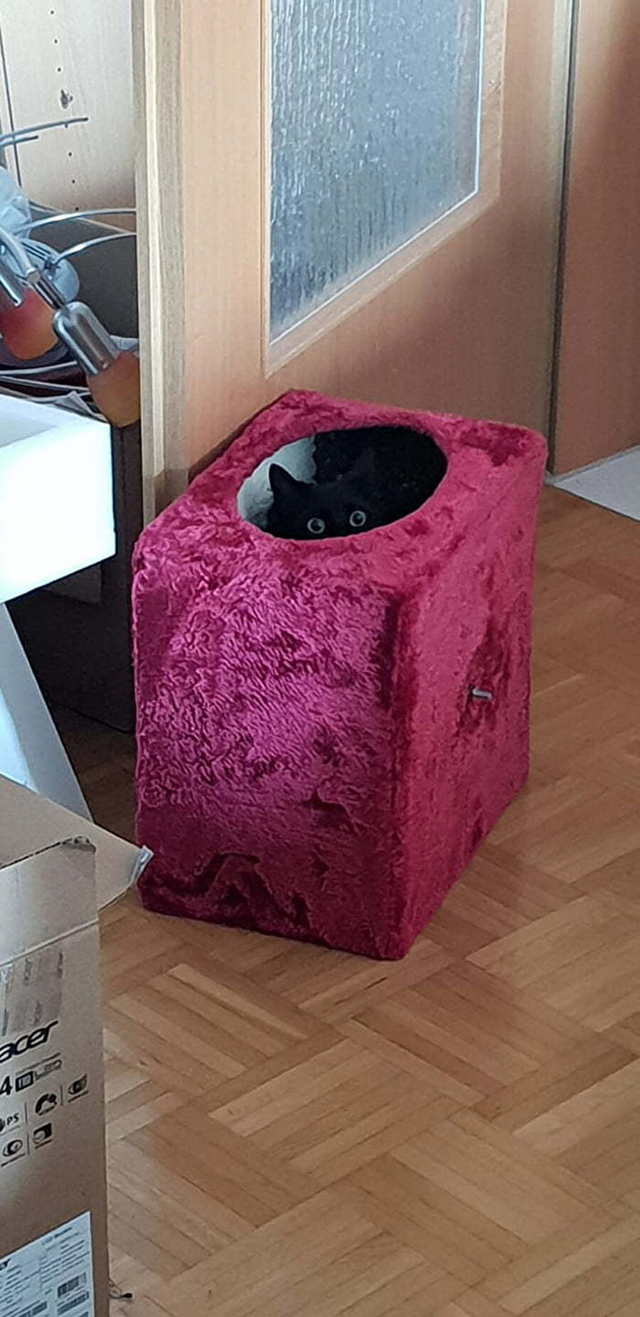 Siyasi kavgaların arasında kalmış masum bir kediyim​