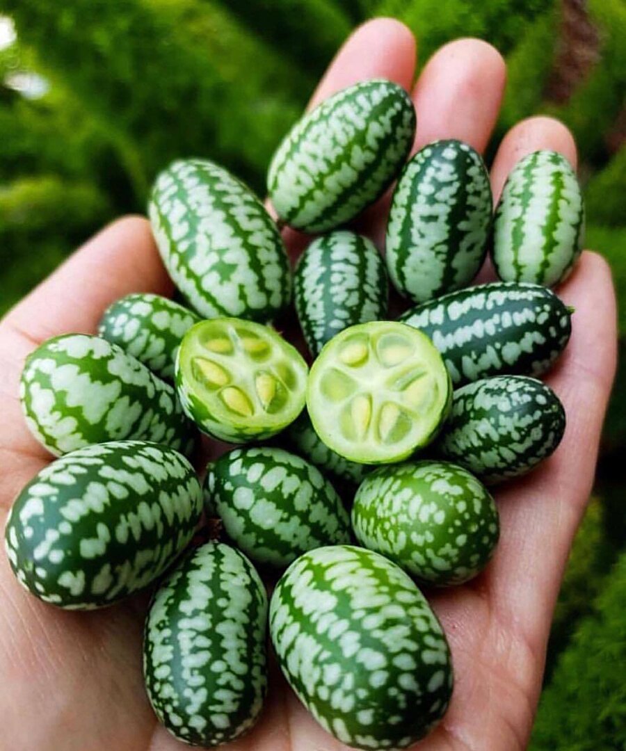 Büyüyünce karpuz mu olucan çen?