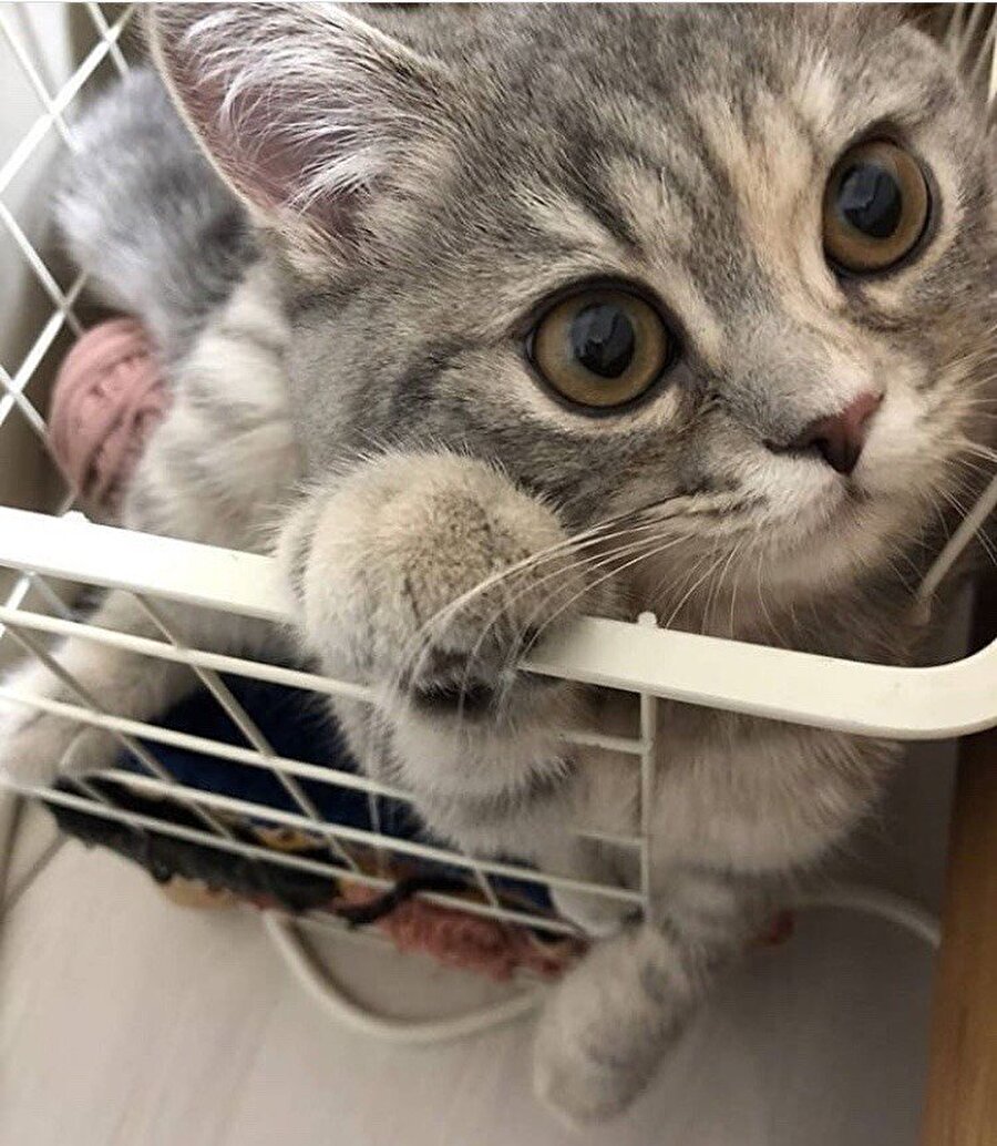 İndirimde kedi buldum