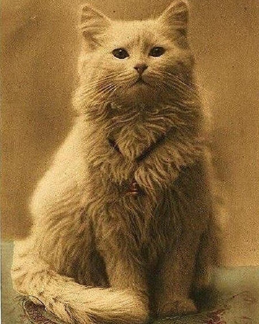 1800'lü yılların ilk kedi fotoğraflarından