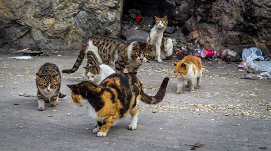 Avustralya kedileri öldürmek için havadan zehirli sosis atıyor
Avustralya hükümeti, 2015 yılında başlatığı, 'yerli vahşi yaşamı koruma girişimi' projesi adı altında beş yıl içinde başıboş gezen 2 milyon kediyi zehirli yiyeceklerle öldürmeyi planlıyor.