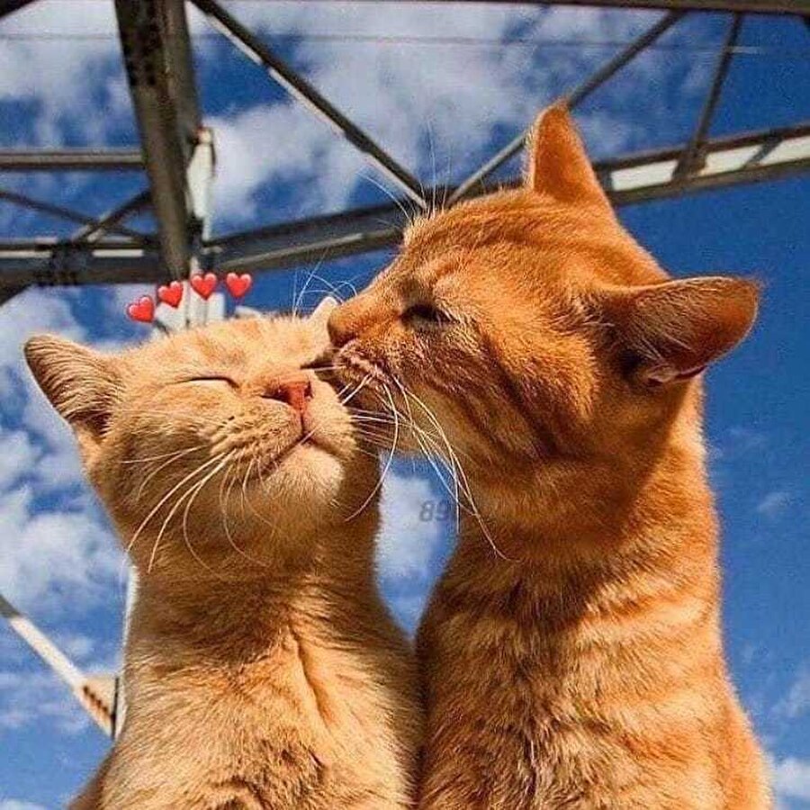 Hayvan gibi romantik!