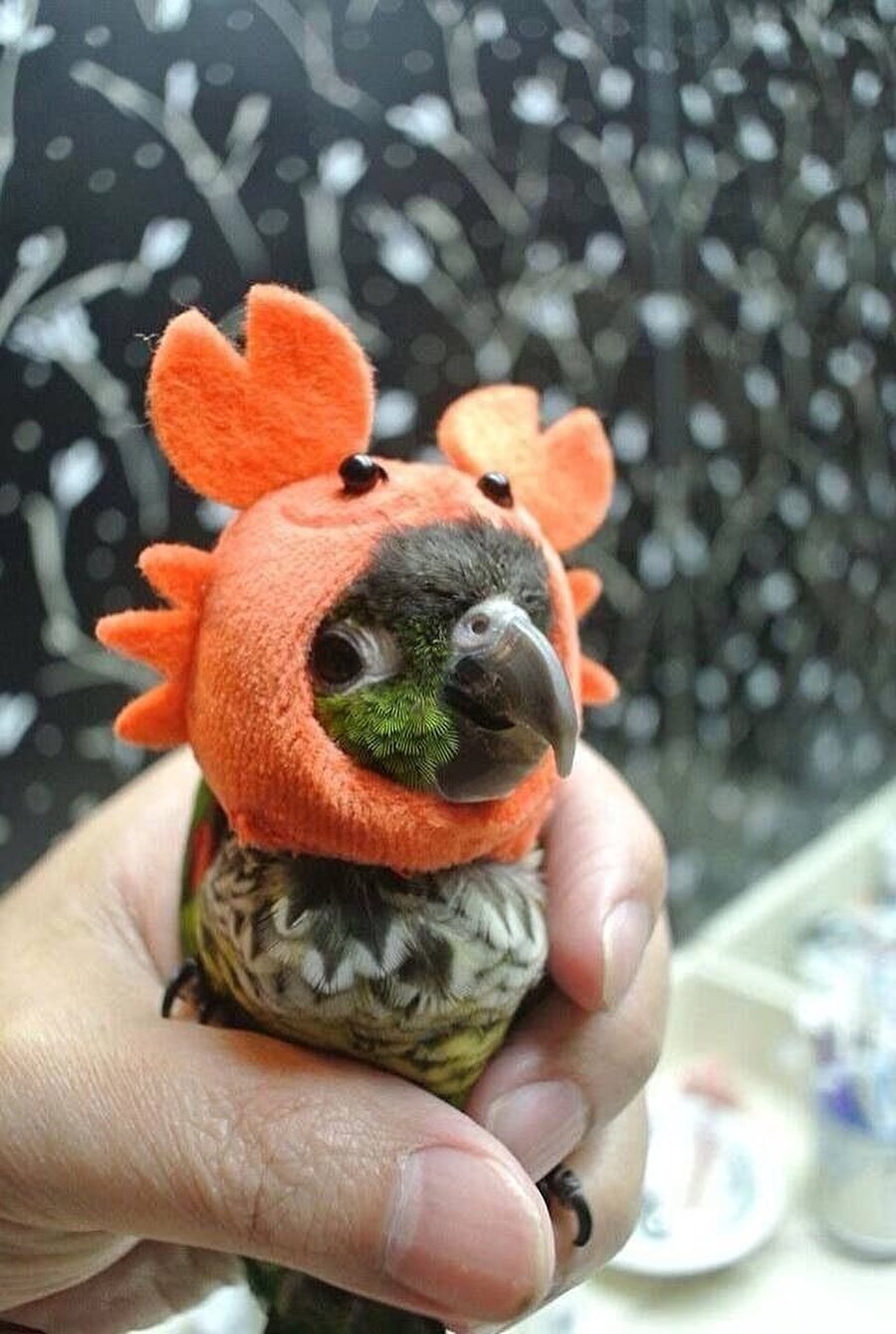 Kim söyledi yengeç olmadığımı?