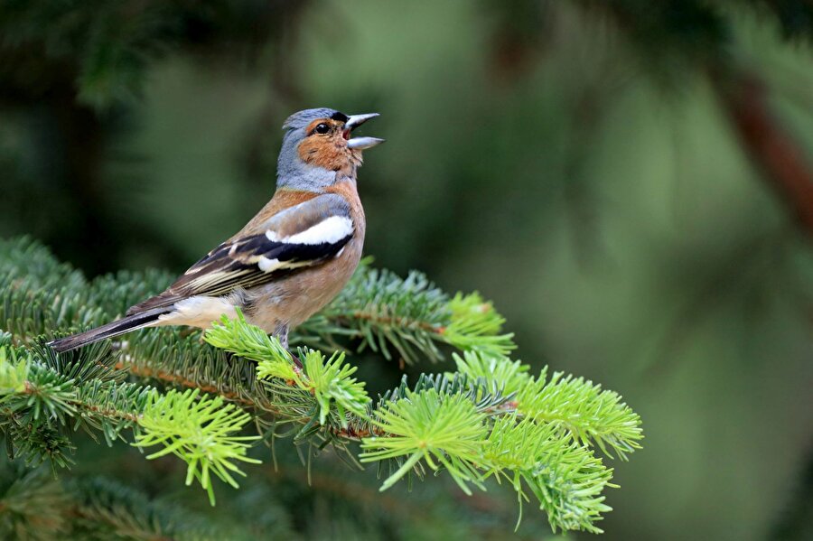 Mahlukat kendi sınırlarıyla bu doğal hal içinde cevelan eder.