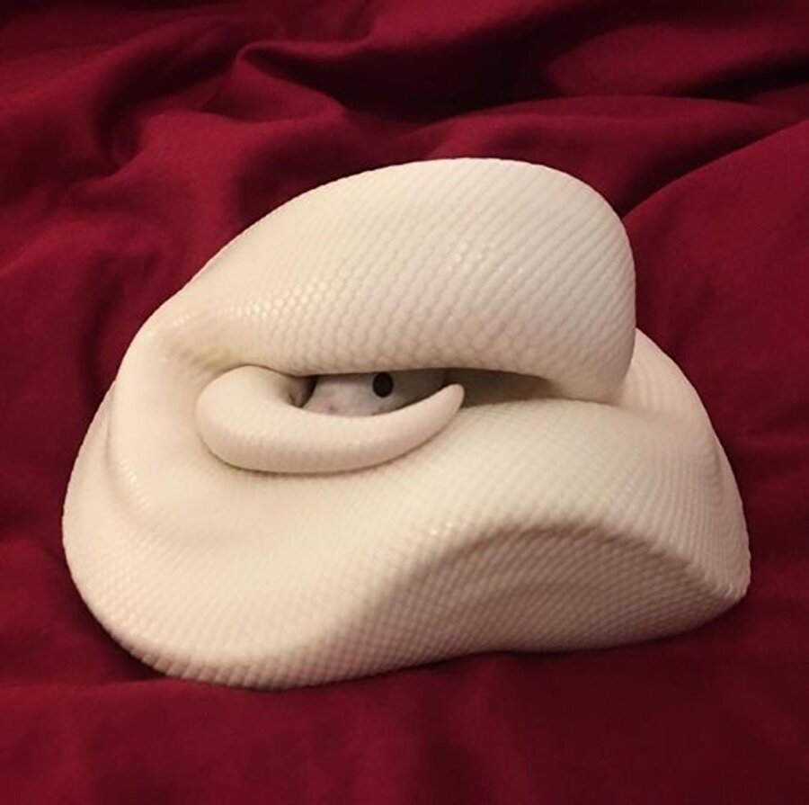 ​Evde yokum