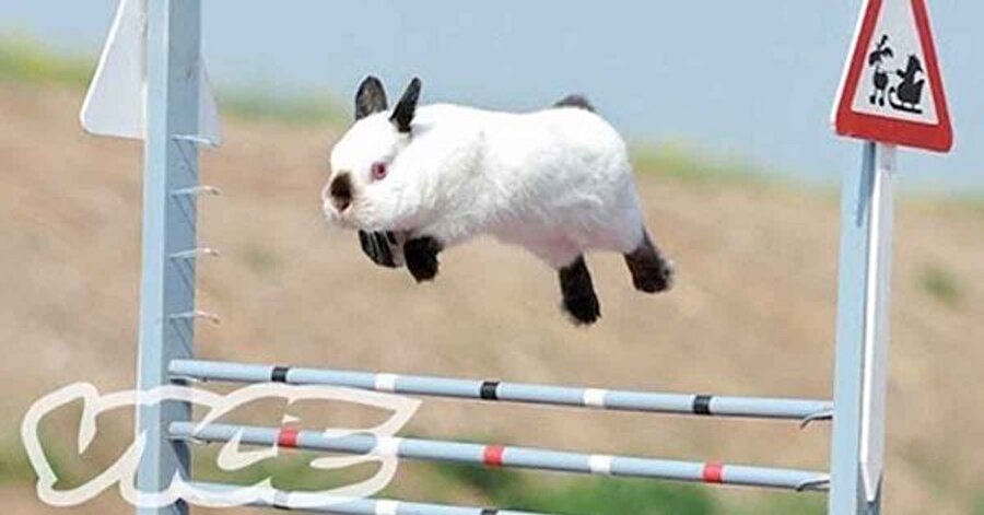 Survivor Tavşanlar - Kaplumbağalar