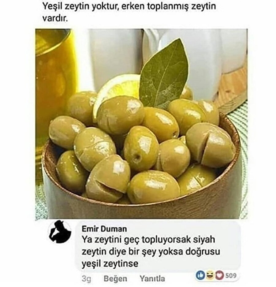 yesil zeytin yapimi anne isi