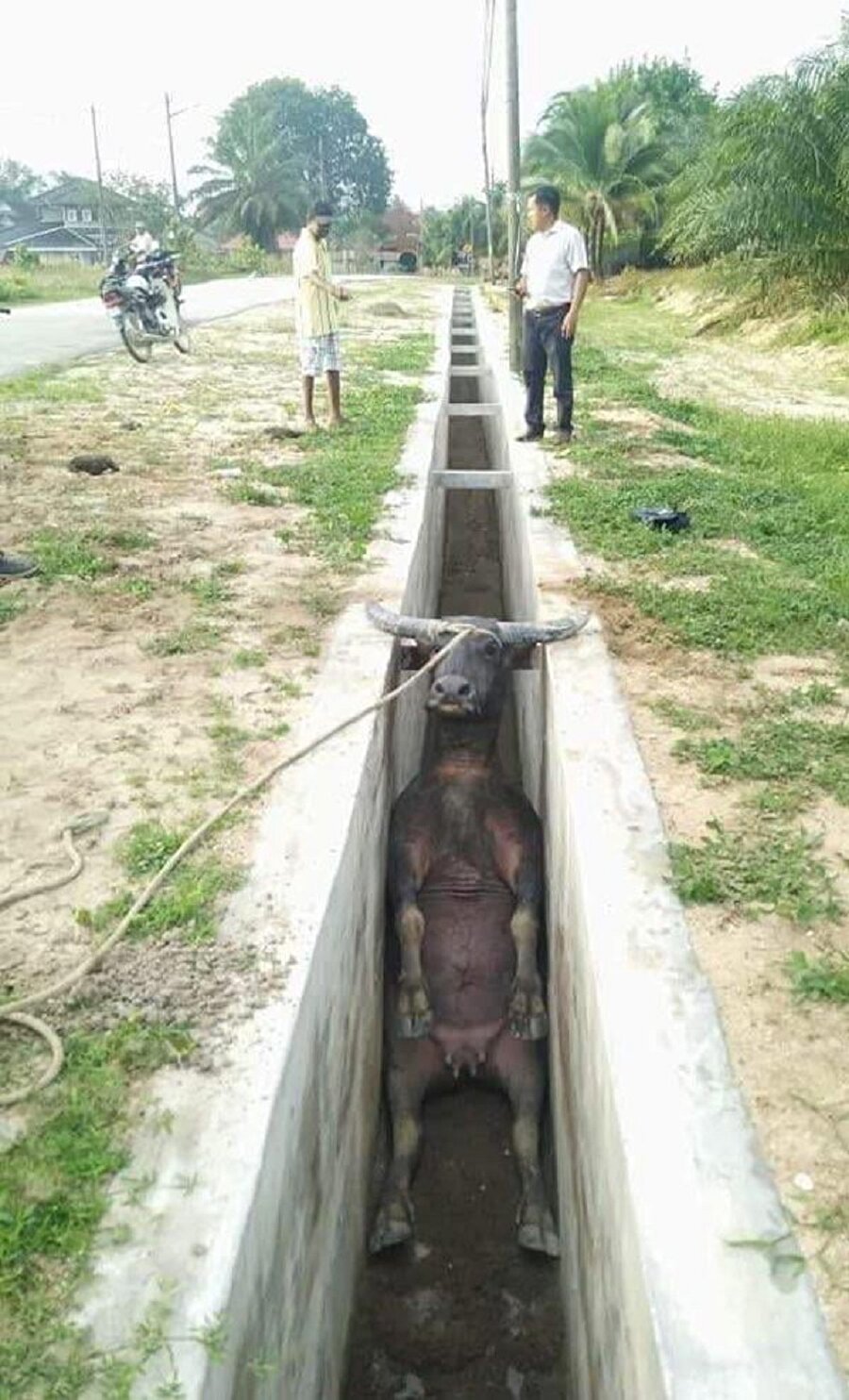 İçime bir öküz oturdu​