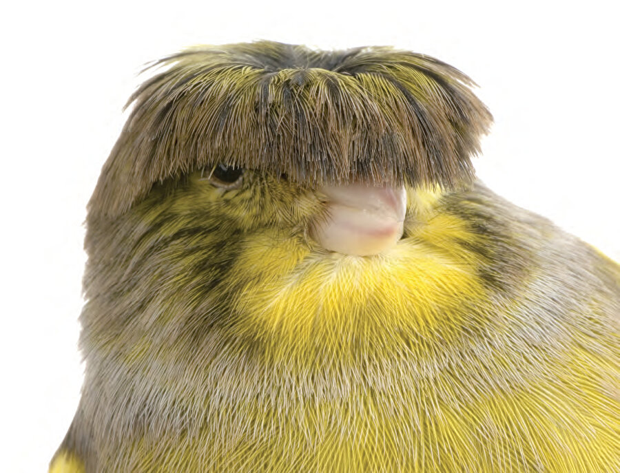 Ben: Önleri az bi şey kısa kestirmek istiyorum / Kuaför: