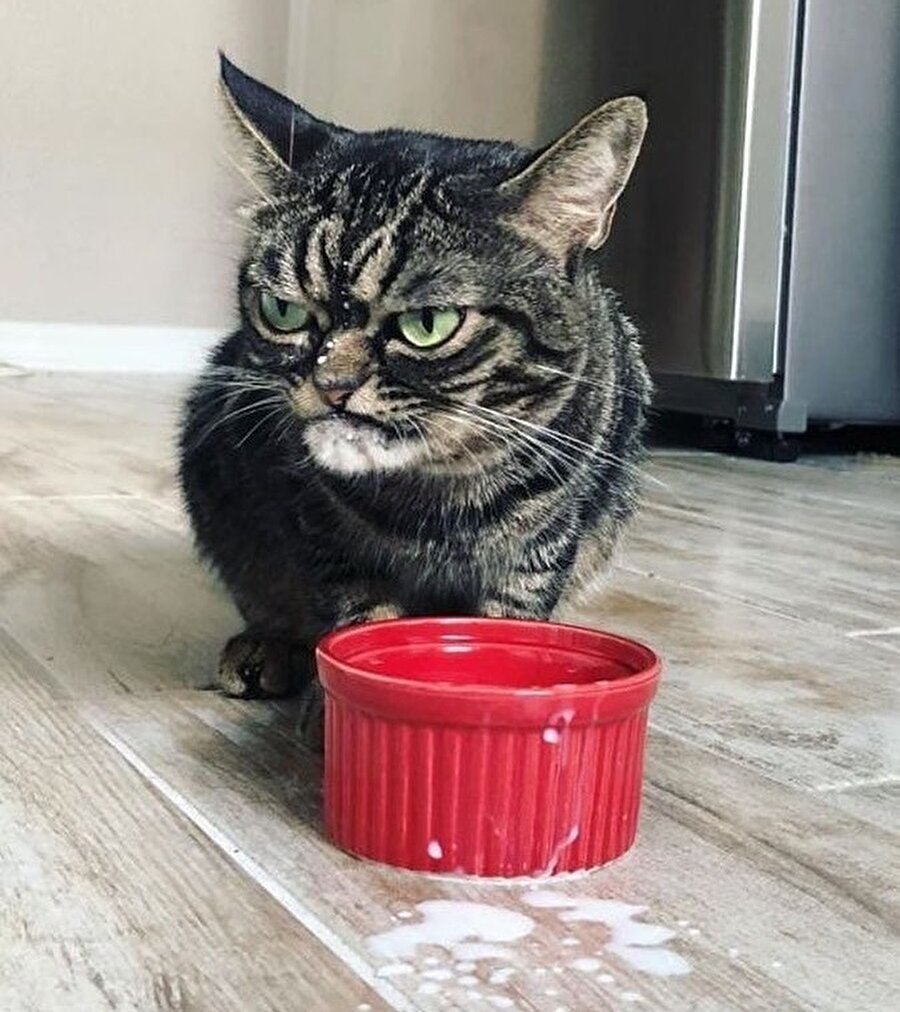 Sütüm laktozsuz olsun dememiş miydim ben?