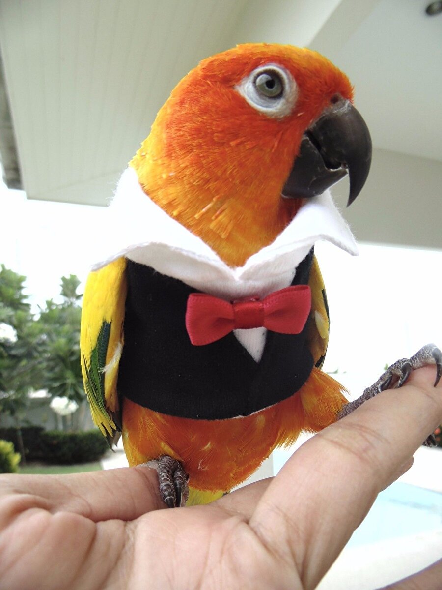 Kim bu yakışıklı?