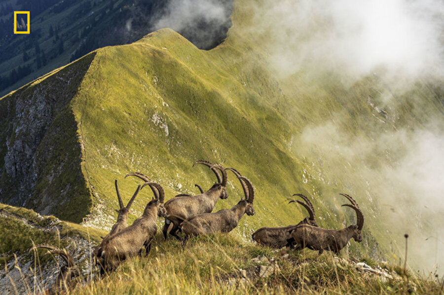 
                                    
                                    
                                    
                                    Doğa kategorisindeki Mansiyon Ödülü'nü İsviçre'deki Bernese Oberland'de Brienz Gölü üzerindeki bir bayırı geçen dağ keçisi sürüsünün fotoğrafı aldı.
                                
                                
                                
                                