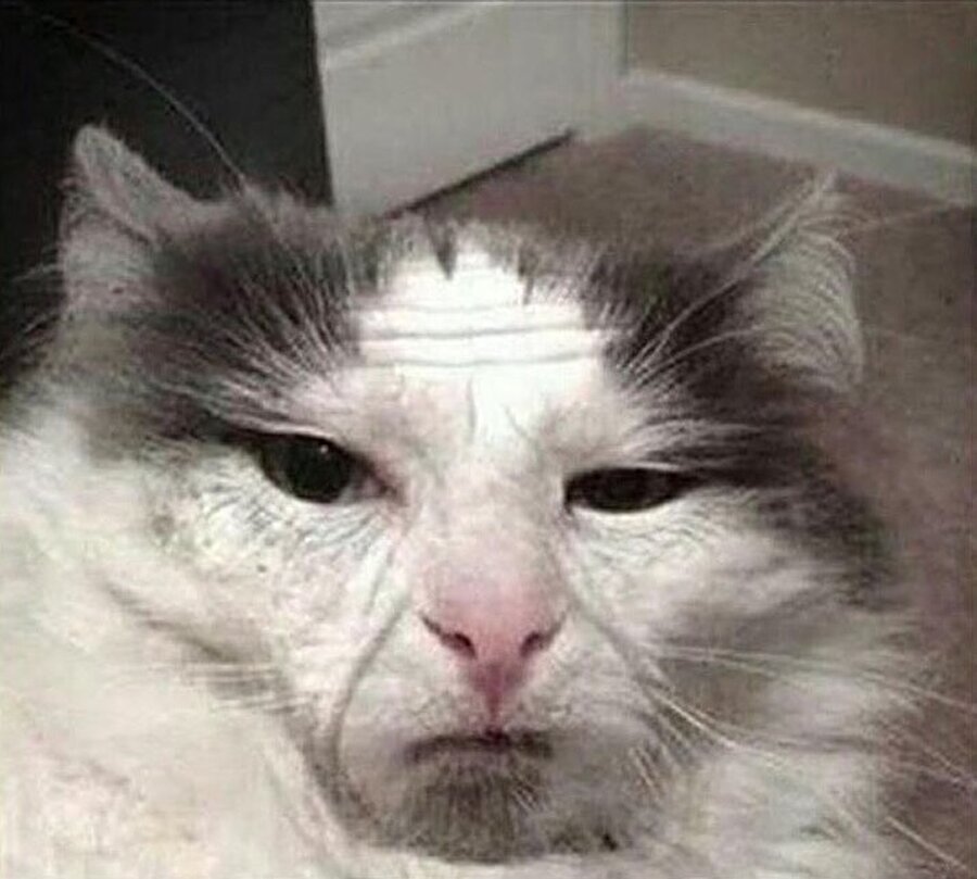 ​
Yaşlandırma tekniği ile kedimi buldum

​