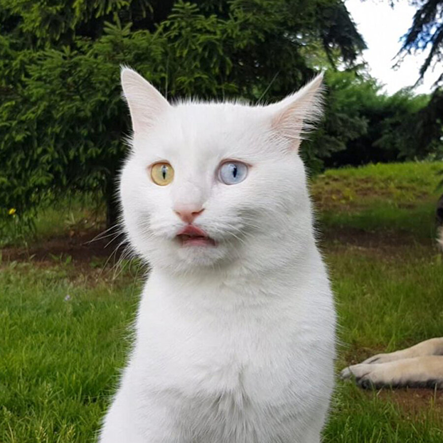 Pelinsu dudağına silikon yaptırmış