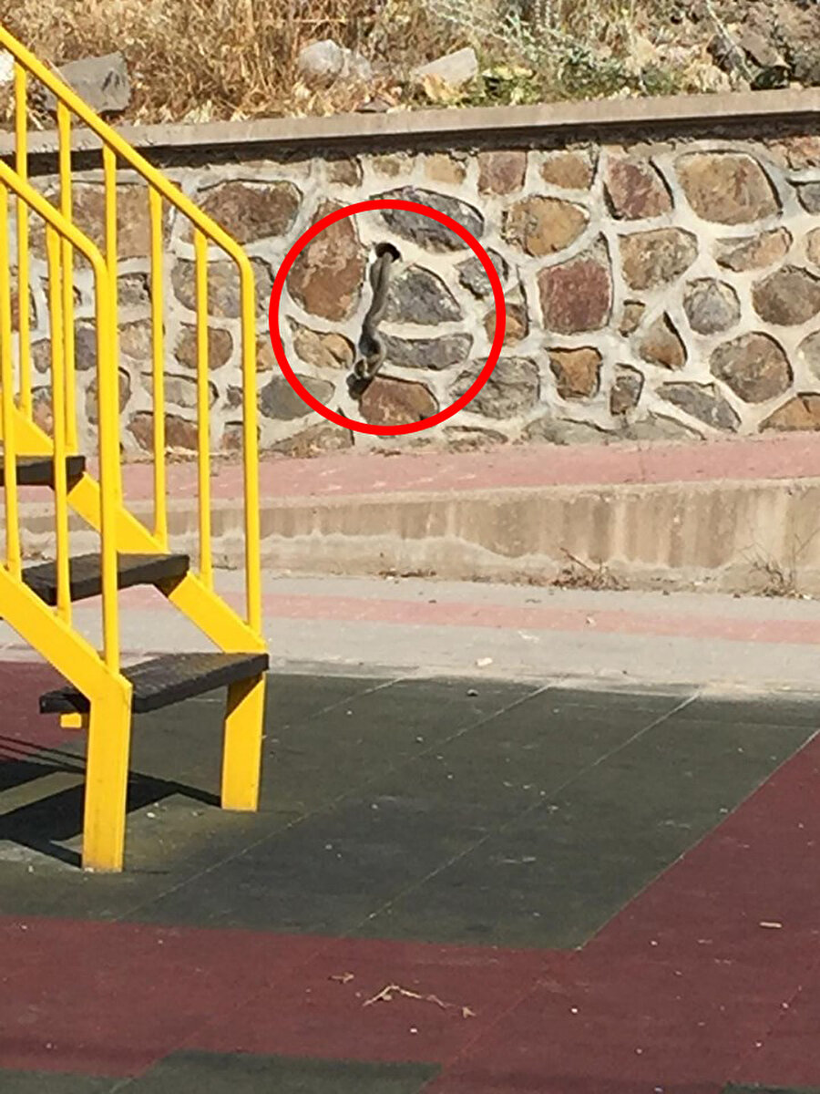 Bursa'da bir çocuk parkında yılan görüldü