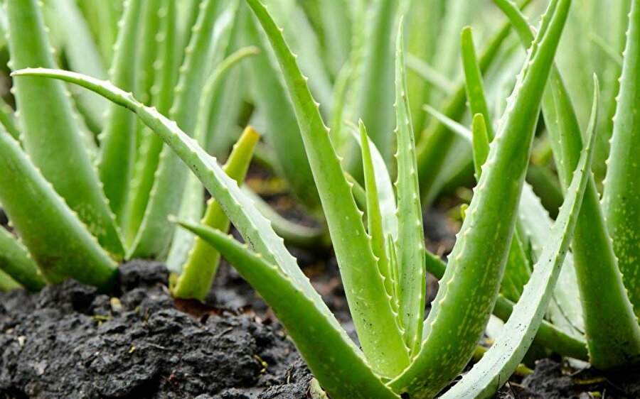Aloe vera

                                    Aloe veranın vücudumuza olan faydaları tartışılmaz. Aynı şekilde güneş yanıkları için de birebir. Aslında her türlü yaralanma için kullanılabilecek olan aloe vera, nemlendirme etkisi ile cildinizi rahatlatacak ve ciltteki gerginliği azaltacaktır. Aloe veranın jelini ya da suyunu yanıklarınıza sürmeniz de iyileşme sürecinizi oldukça hızlandıracaktır.
                                