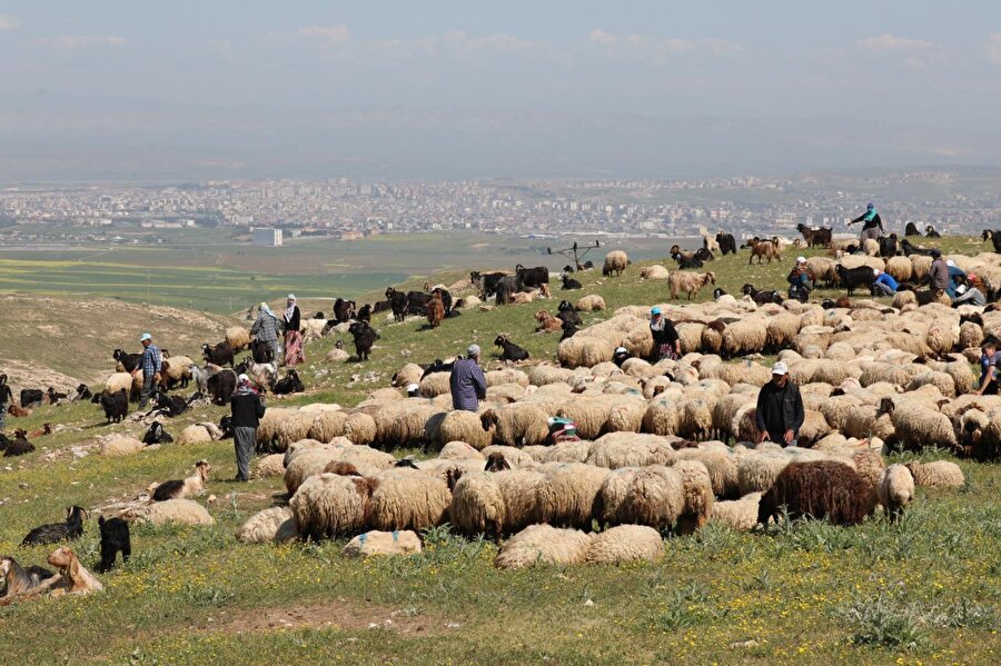 Kars'ta köylüler yaz aylarında hayvanlarını yaylalarda otlatıyor.