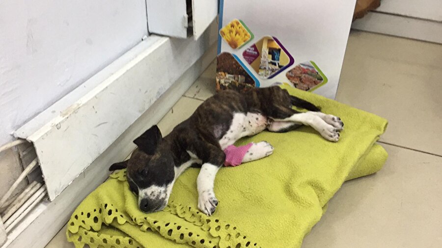 Yavru köpek kurtarılamadı. 