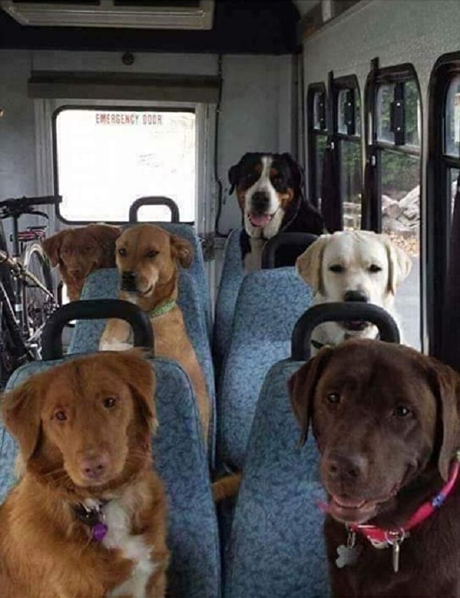 ​​Şuradan bir öğrenci iki Golden alır mısınız?