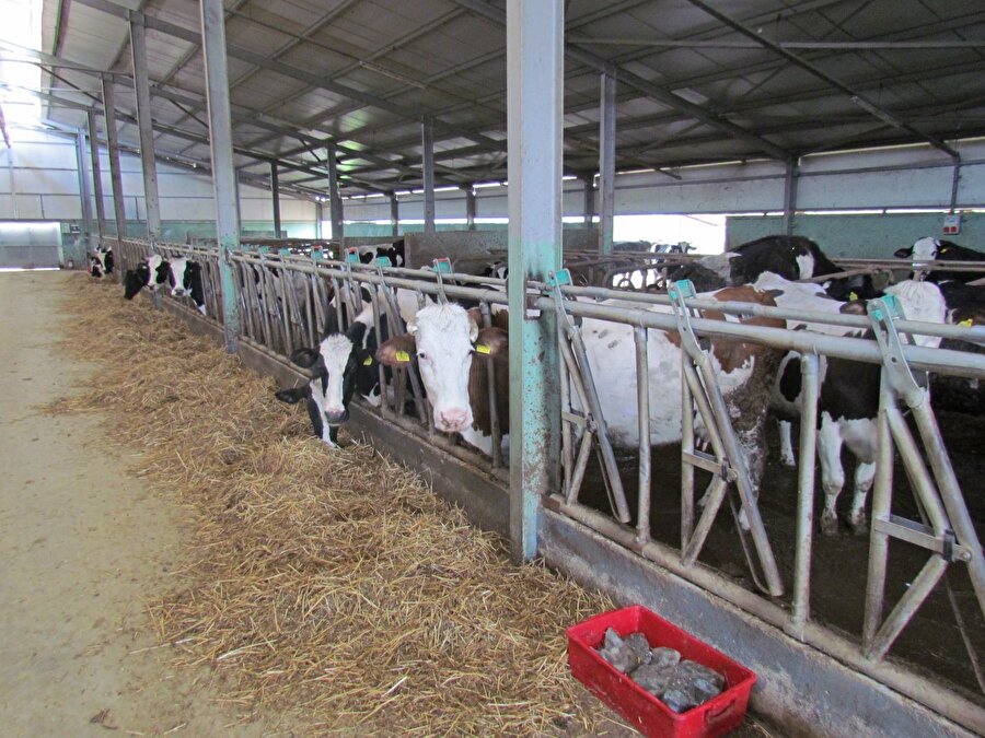 Fevziye Öztürk isimli vatandaş gelin gittiği köyde süt işletmesi kurarak aile bütçesine katkı sağladı ve çocuklarını okuttu. 