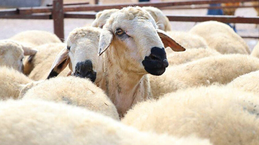 Kurban Bayramı'na sayılı günler kaldı.